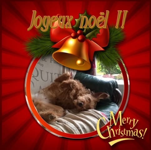 Praline participe à un concours de noël et à besoins de votes !