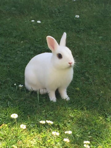 Lapine disparue