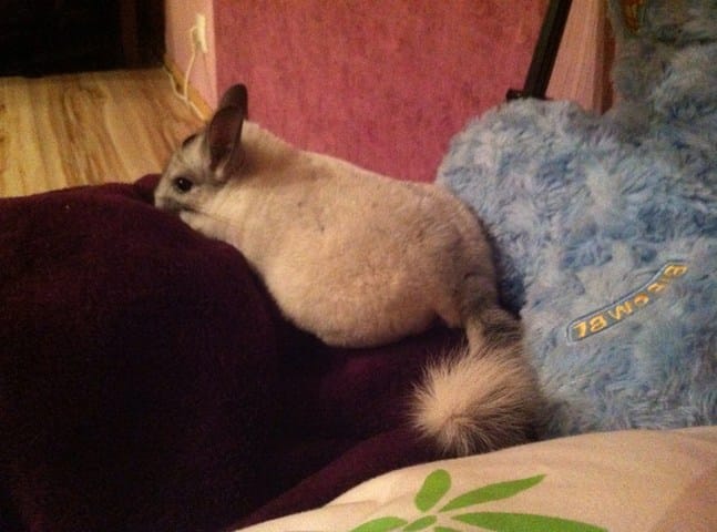 Question a propos du chinchilla
