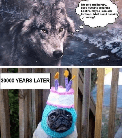 Pourquoi les races de chiens son si différentes/varier ?