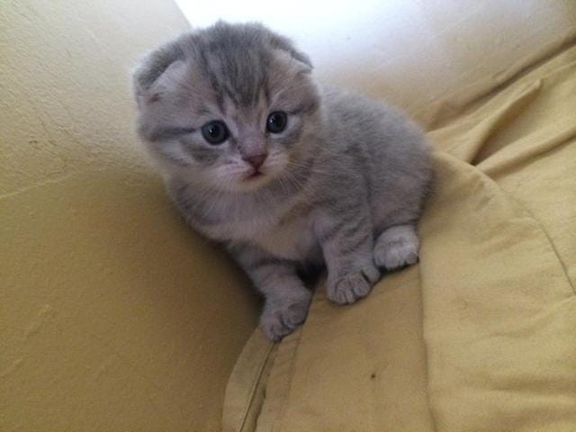 Baby Scottish Fold HELP ! :(