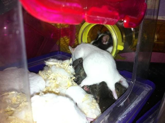 Bébé souris a donner