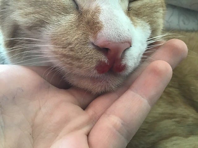 Mon chat a une plaie entre le nez et la bouche