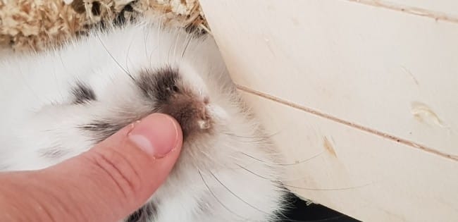 2 petits poils sur son nez