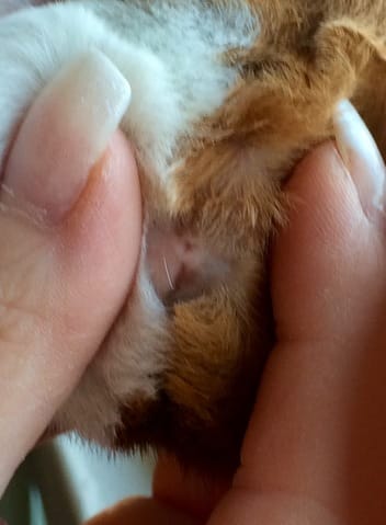 Sexage du bébé d'une semaine