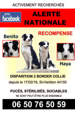 Chiens volés /!\