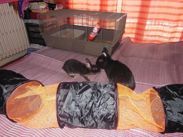 Début de cohabitation entre lapins mâles et conseils