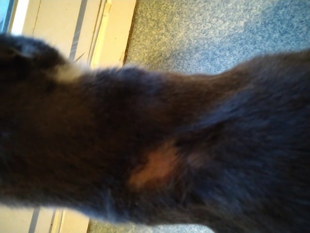 Chat qui se retire les poils du dos??