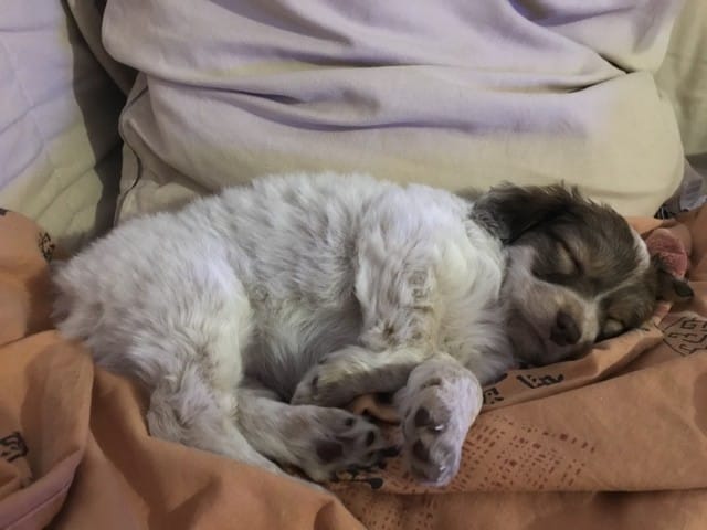 Chiens croisé