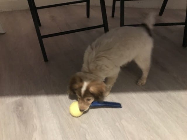 recherche d’autres springer croisé labrador