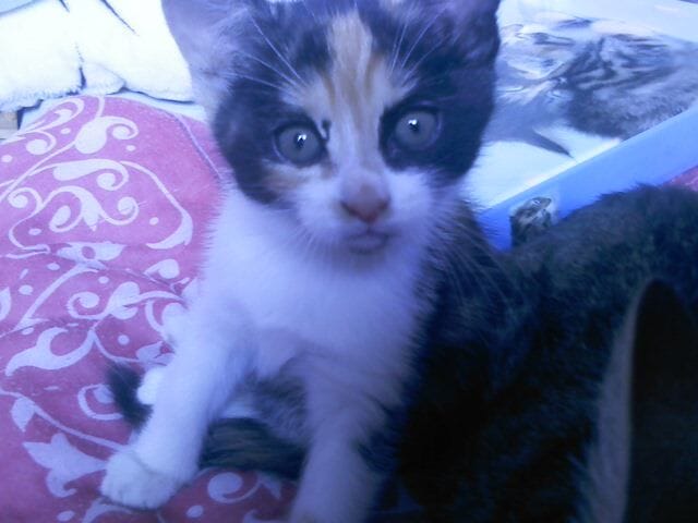 J'aimerais mieux comprendre ma chatte (Attila) pour lui donné les choses qu'elle voudrait