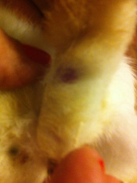 Trace rouge sur lapine