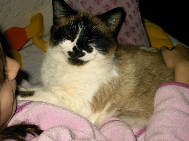 Quelle est votre race de chat préférée ?