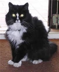 avis a tous les maitres d angora turcq