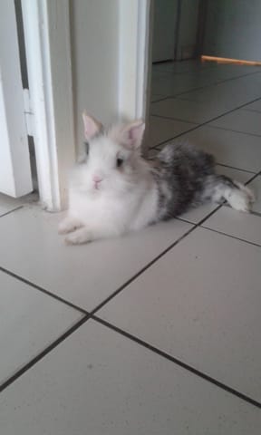 La race de mon lapin