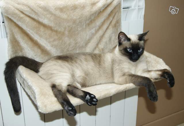 Caractère des chats siamois