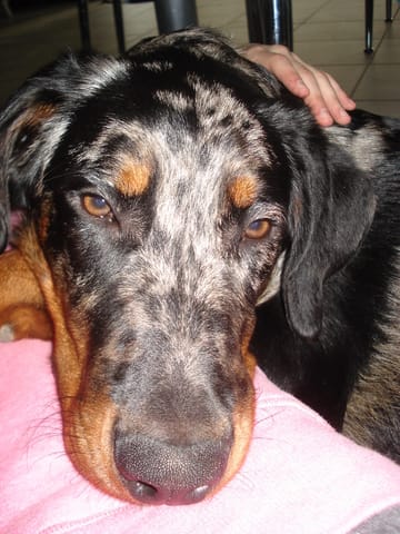 Mon chien aboie dans la voiture! GASP