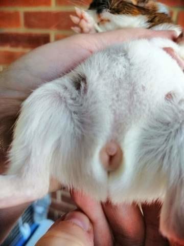 Ma femelle  cochon d inde à eu 2 bebes