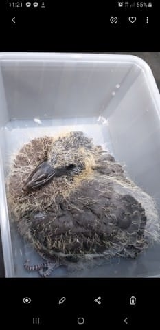 Quel nourrir cet oiseau inconnu