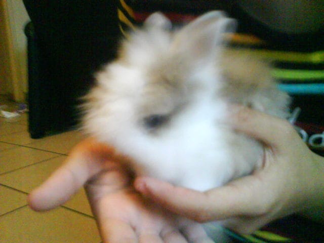 1ere balade dans le jardin avec mon lapin... 