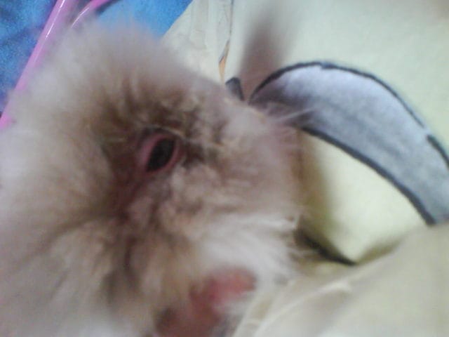 Mon lapin est malade : besoin d'aide !