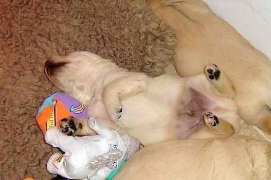 Ifston mon chiot 
