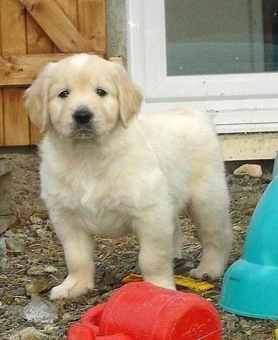 des nouvelle de ifston mon bebe golden devenut un gros ptit mec !!!