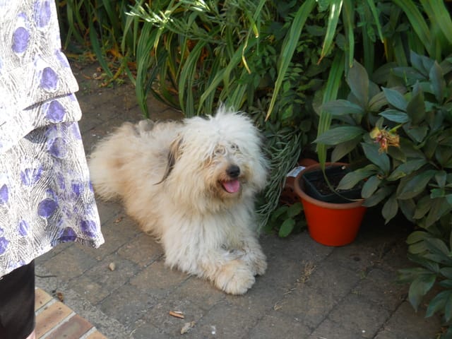 De quelle race est mon chien ?