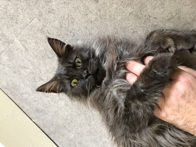 Main Coon problème de croissance