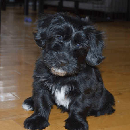 Quel race ? votre avis :)