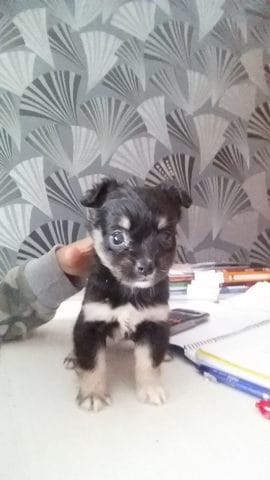 Besoin daide c'est quelle race