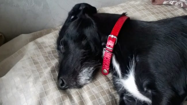 Mon petit chiot, race à déterminer