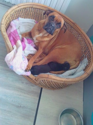 1er porter; maman boxer Tramblement inquietant!??