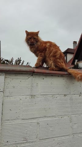 Chat perdu