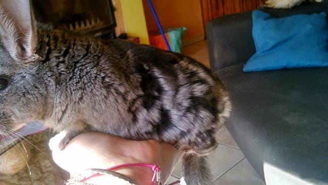 Elle perds ses poils