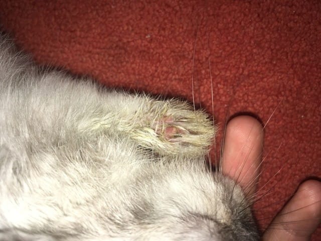 mon lapin à la gale ?
