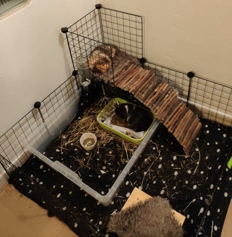 Help cage et propreté