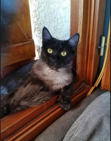 Chaton main coin ou pas ?