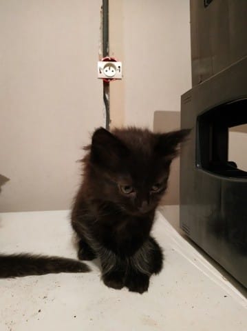 Poils courts / poils longs chat