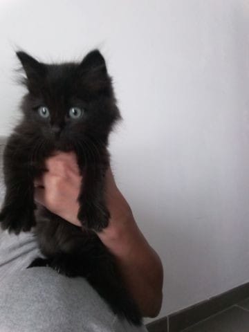 Sera t'elle Poils courts ou poils longs SVP ?