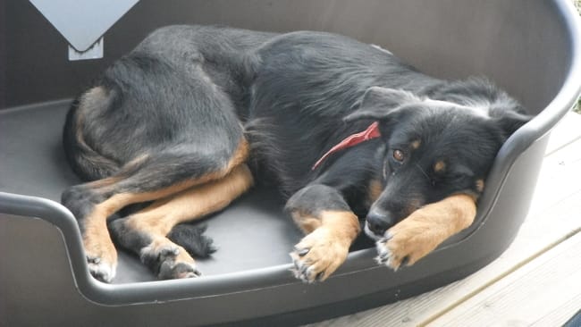 Le Beauceron et le voyage
