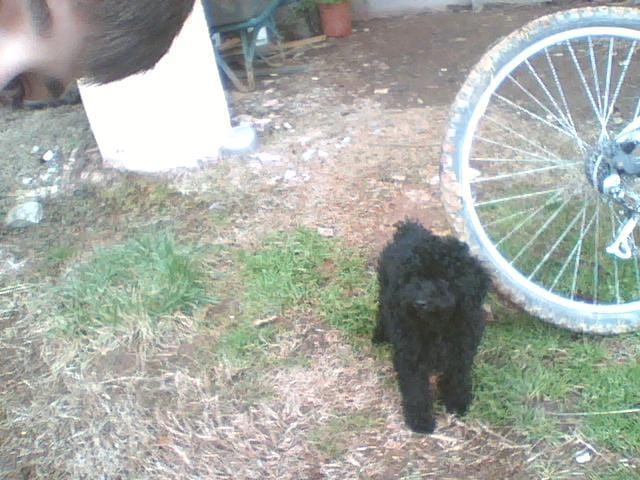 Mon chien a avalé du poison pour souris, que faire ?