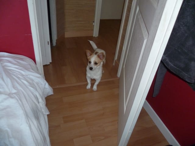 Aider moi a trouver un nouveau copain pour mon chien
