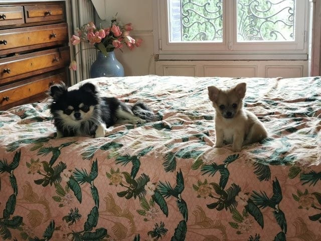 Jeux chiens et chiot ensemble, quels risques pour le chiot?