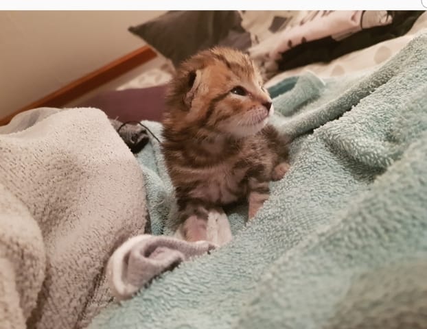 Chatons 17 jours a t'il la PIF ou pas ?
