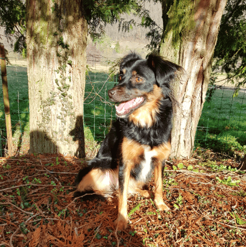 Selon vous c'est quoi ce chien