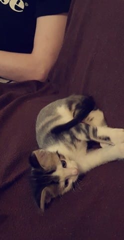 Chaton qui veut pas faire pipi dans sa litière