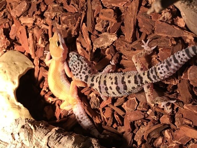 Prénom gecko léopard