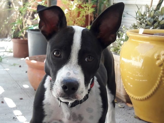 Caractère d'un Jack russell * Staff/pitbull