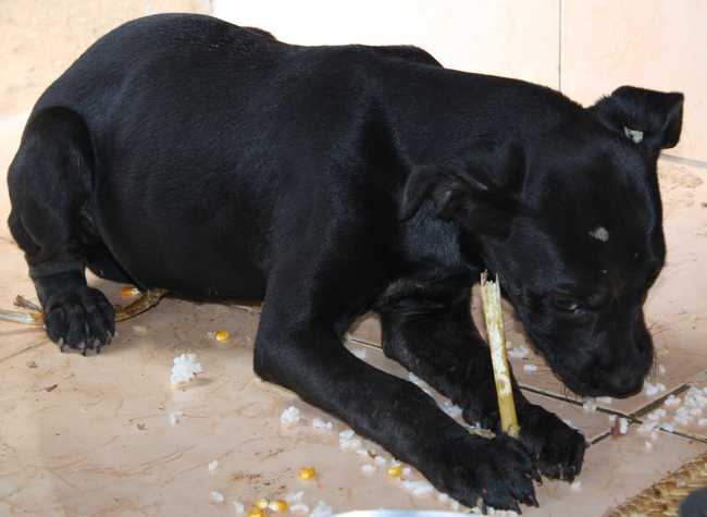De quelle race est monc chien ?